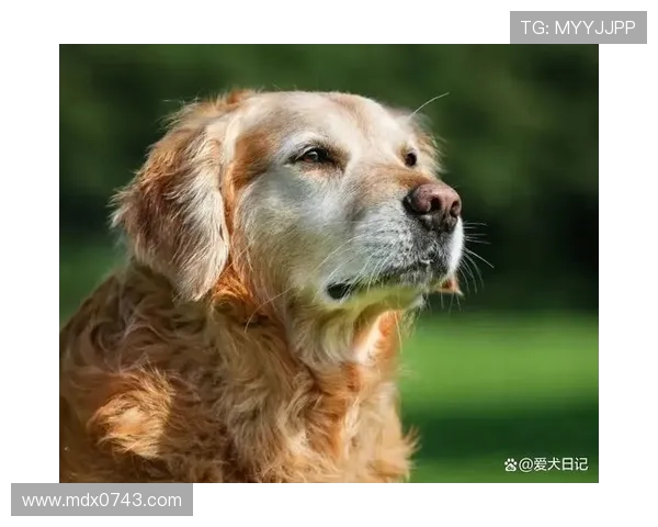 养狗的足球明星们如何在绿茵场上与爱犬共度快乐时光 养狗的足球明星们如何在绿茵场上与爱犬共度快乐时光